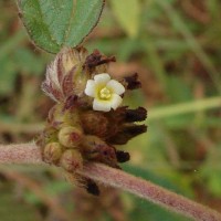 Waltheria indica L.